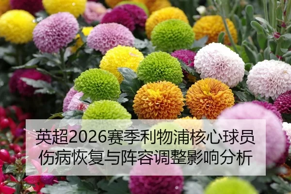 ying-chao-sai-ji-li-wu-pu-he-xin-qiu-yuan-shang-bing-hui-fu-yu-zhen-rong-tiao-zheng-ying-xiang-fen-xi-2-999.jpg